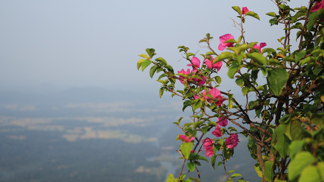 花开美丽（花开美丽季节全集）