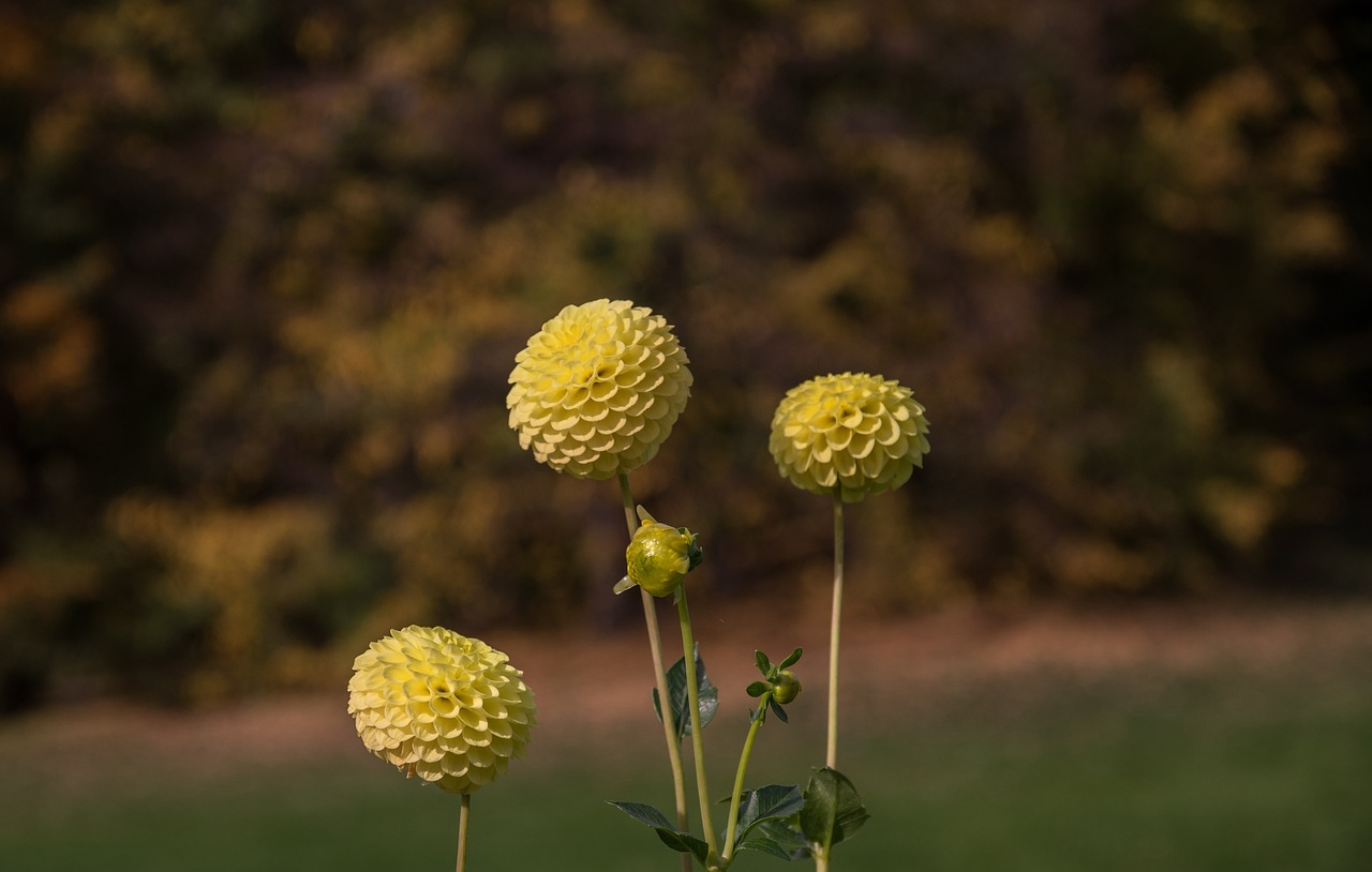 大木花谷（大木花谷门票多少钱）