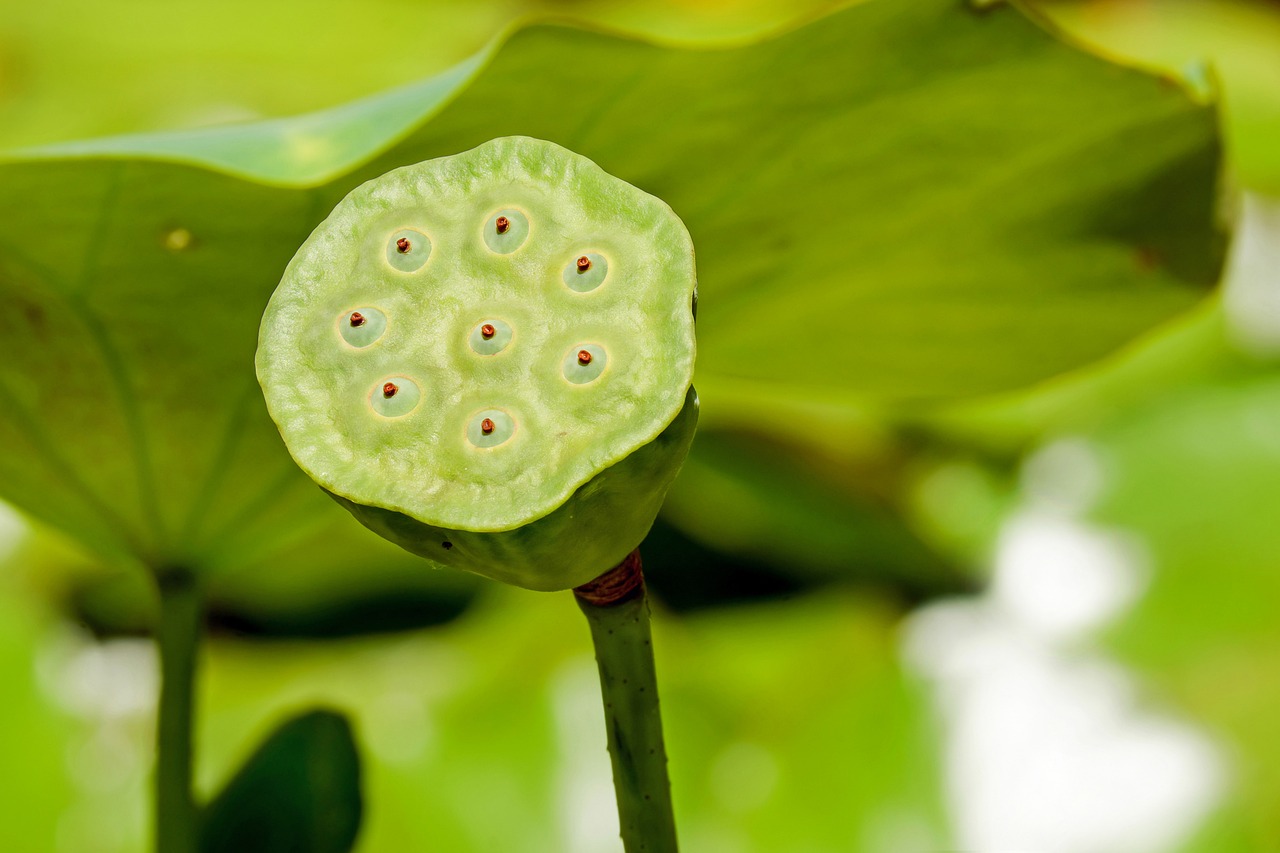 花童（花童有什么讲究）