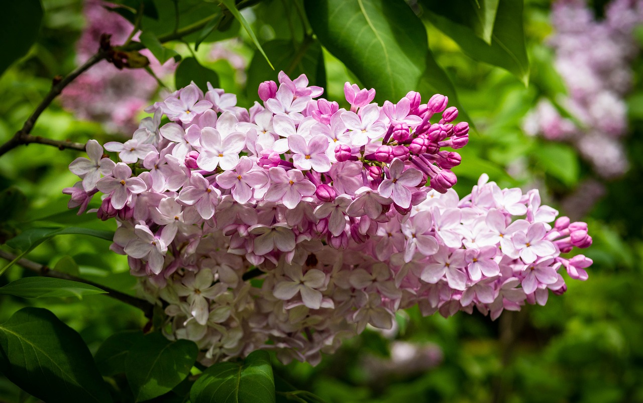 节哀顺变（节哀顺变和节哀顺便哪个正确）