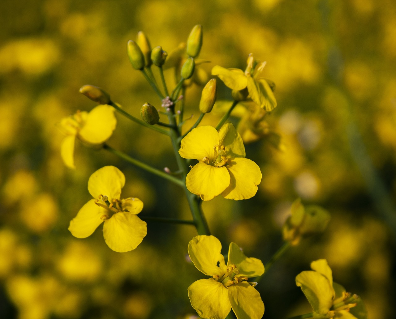 西安荷花2023（西安荷花哪里的最好）