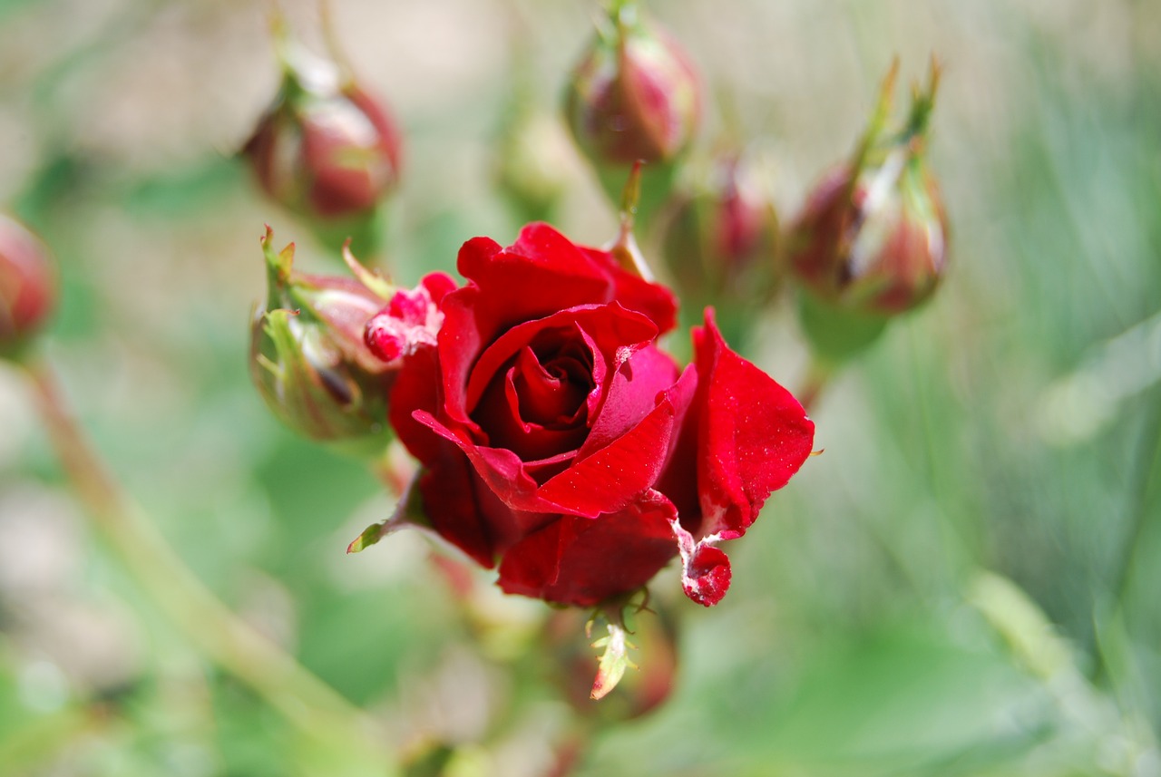 一束玫瑰花（一束玫瑰花多少钱）